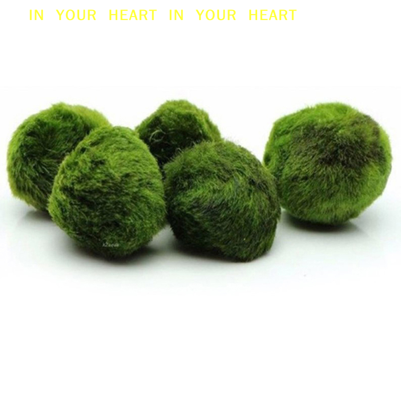Terrarium Moss Art - 【X】3-4cm Marimo Moss Balls Live Aquarium